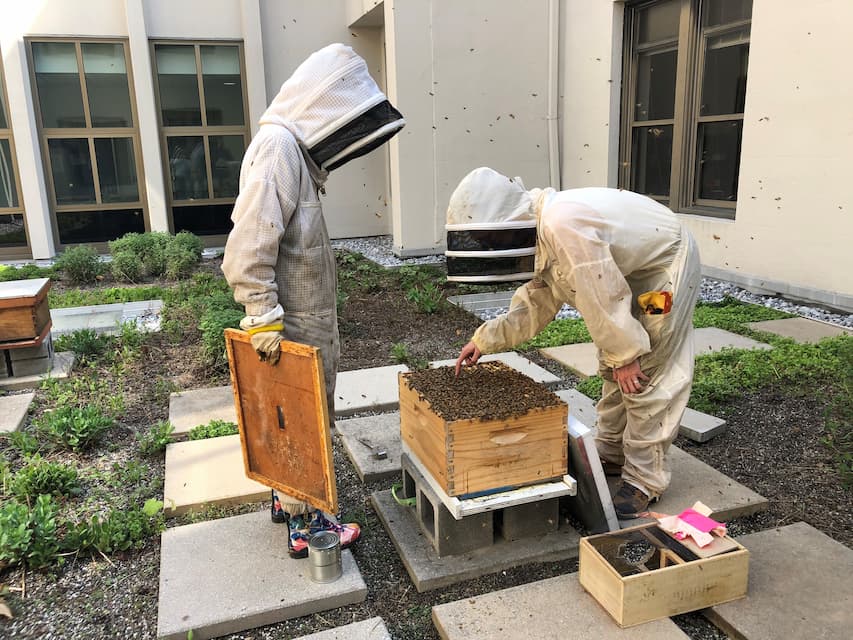 Two ѿý students wearing bee suits on the Mary Graydon Center's green roof, observing a beehive.
